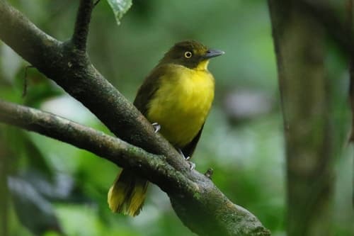 Yellow-eyed Bristlebill