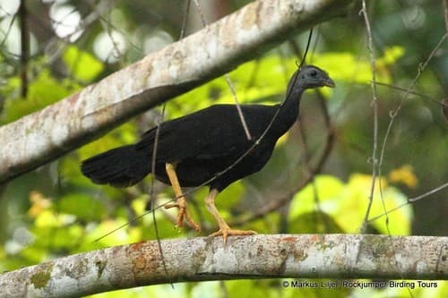 Yellow-legged Brush-turkey