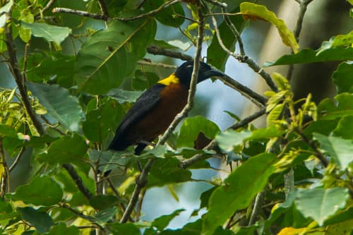 Yellow-mantled Weaver