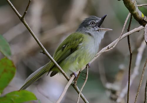 Yellow-olive Flatbill
