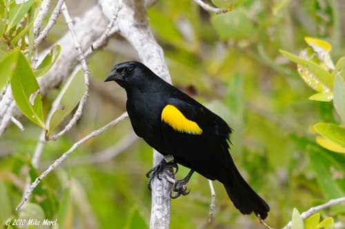 Yellow-shouldered Blackbird