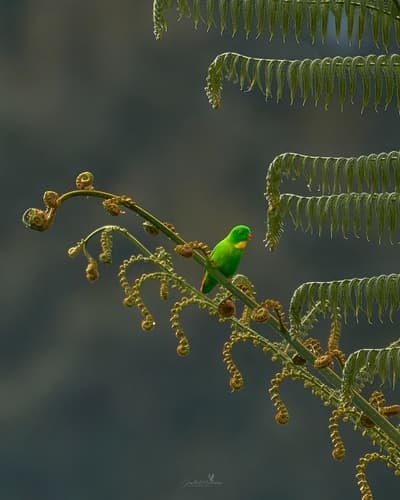 Yellow-throated Hanging-Parrot