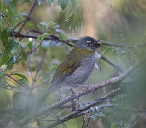 Yellow-throated Mountain Greenbul