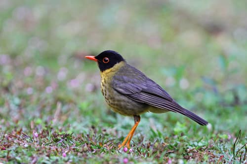 Yellow-throated Nightingale-Thrush