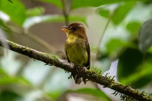 Yellow-throated Spadebill