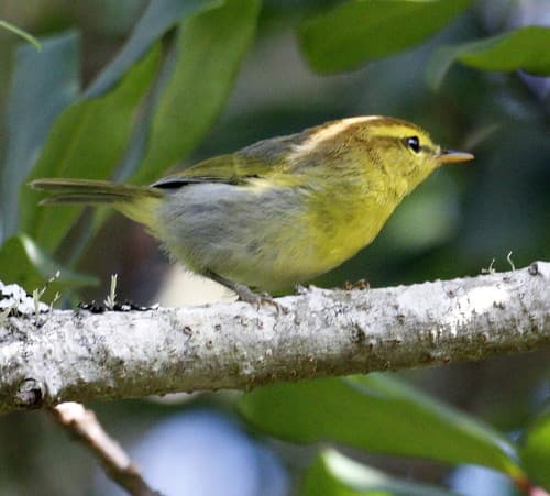 Yellow-throated Woodland-Warbler