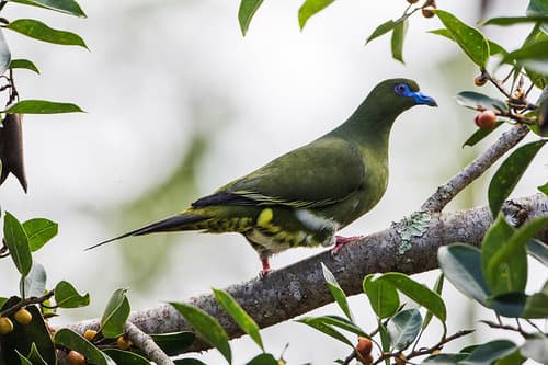 Yellow-vented Green-Pigeon