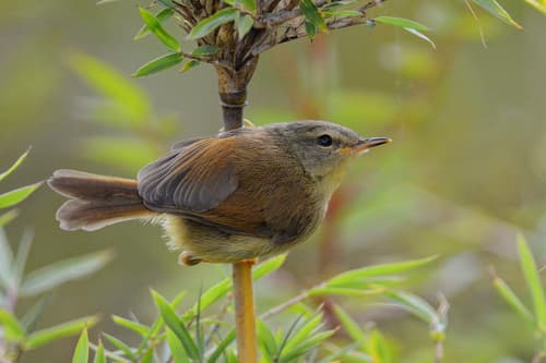 Yellowish-bellied Bush Warbler