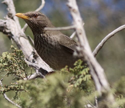 Yemen Thrush