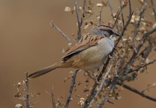 Yungas Sparrow
