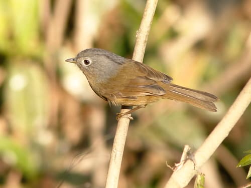 Yunnan Fulvetta