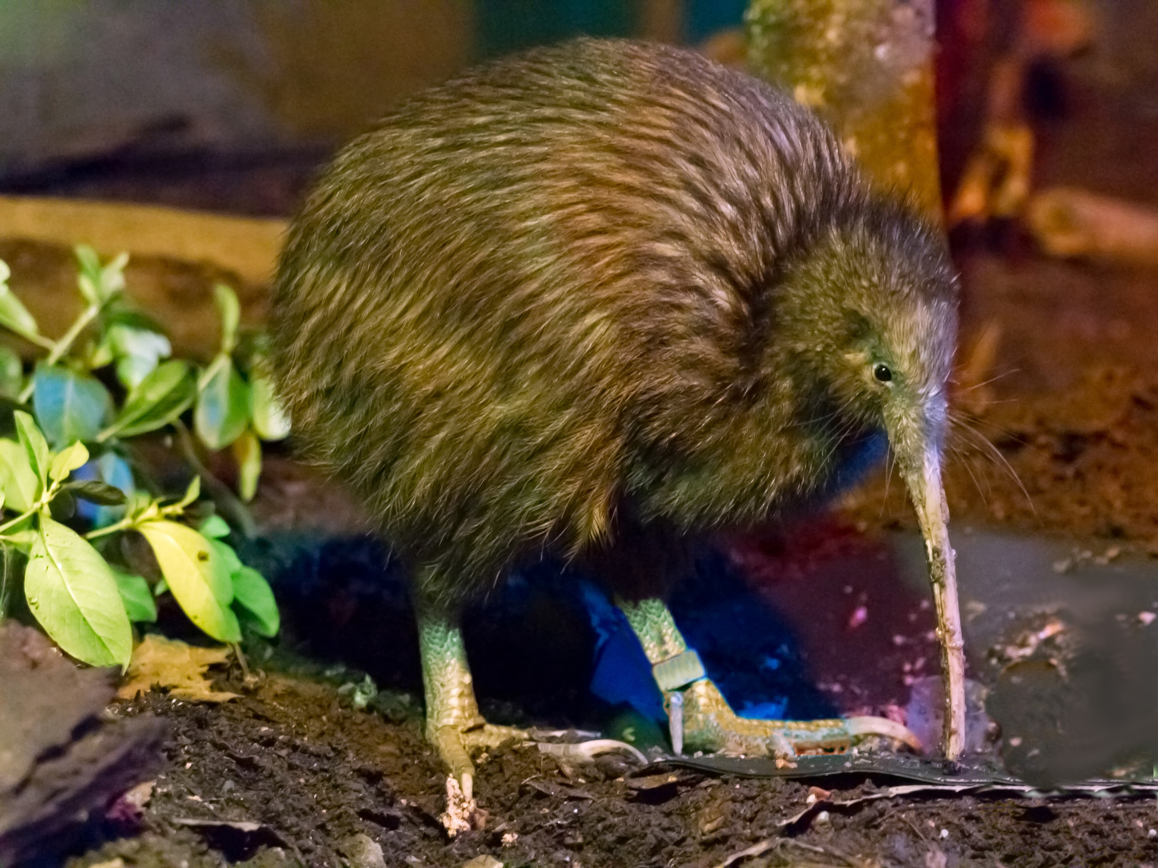 Kiwi (Brown)