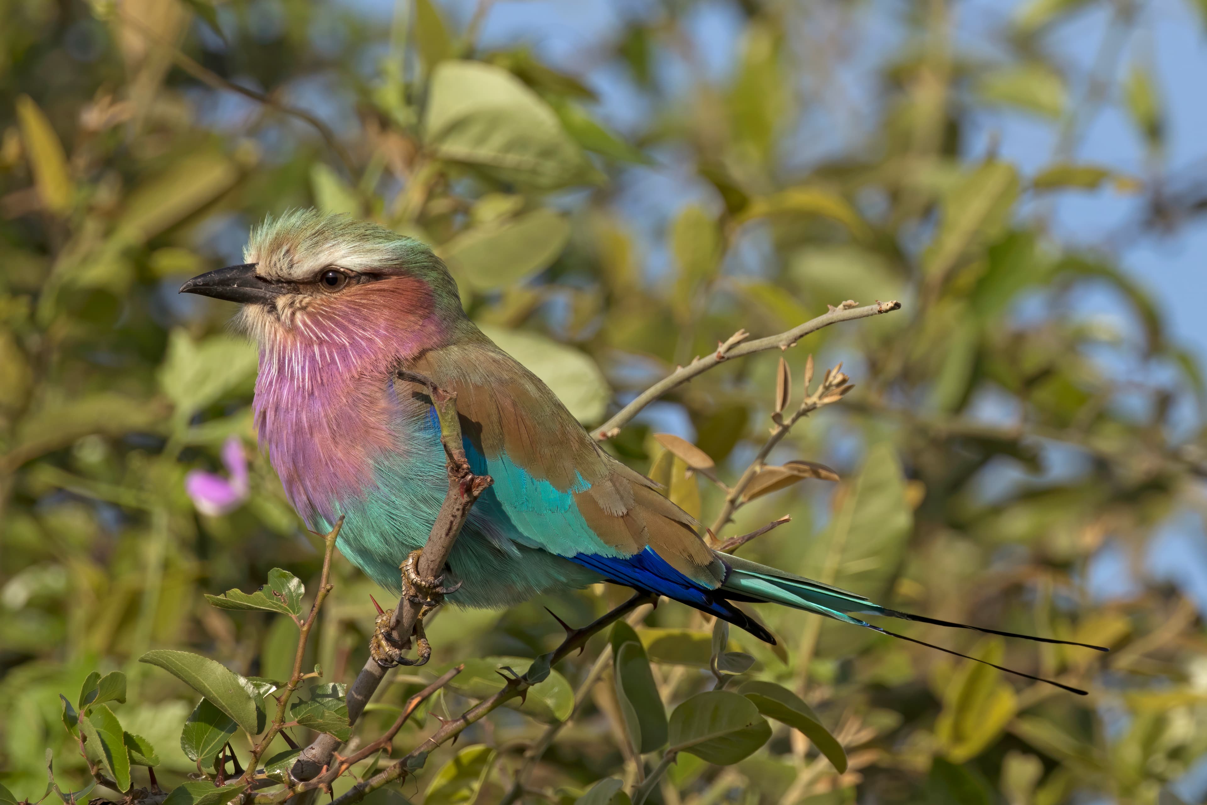 Lilac-breasted Roller