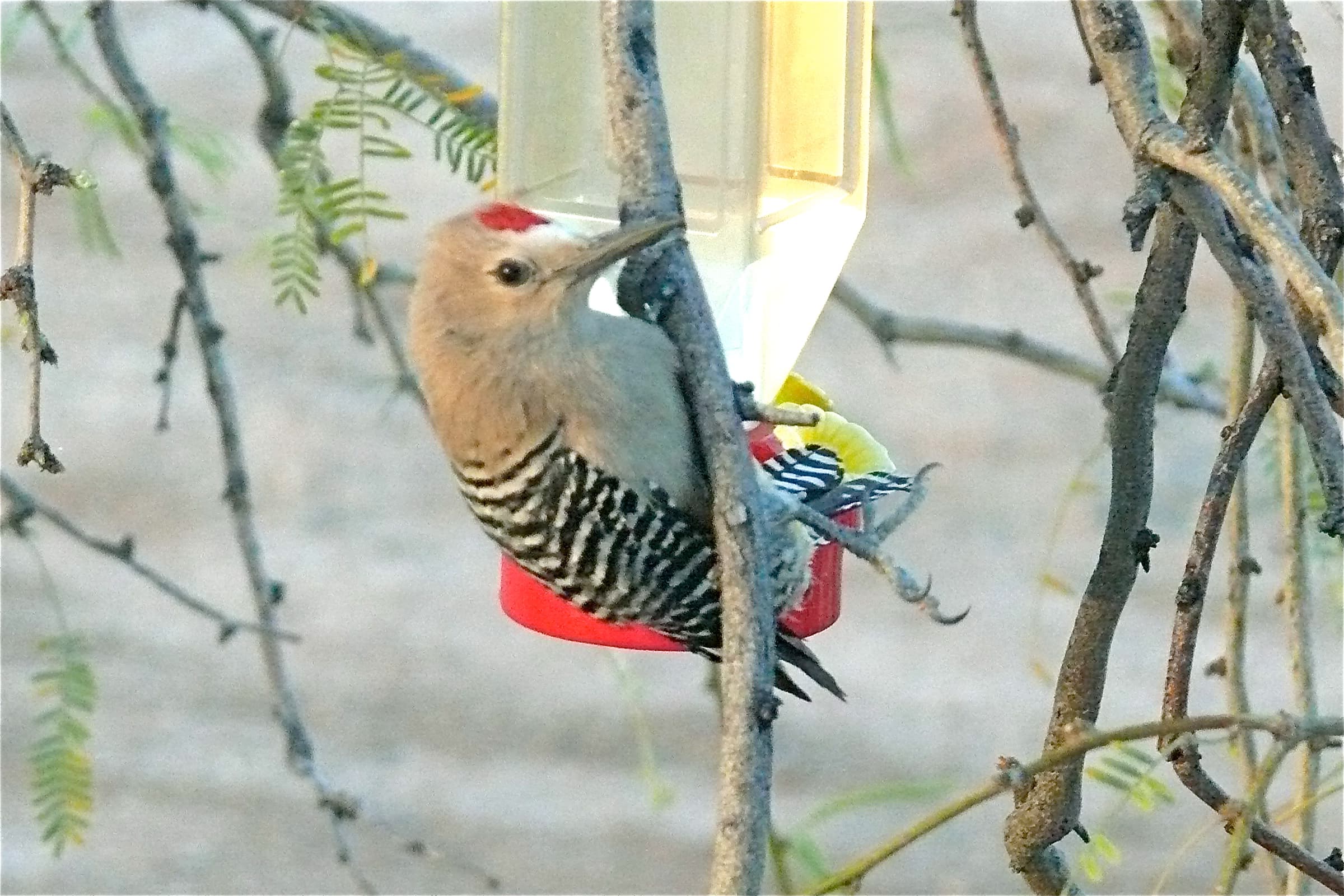 Gila Woodpecker
