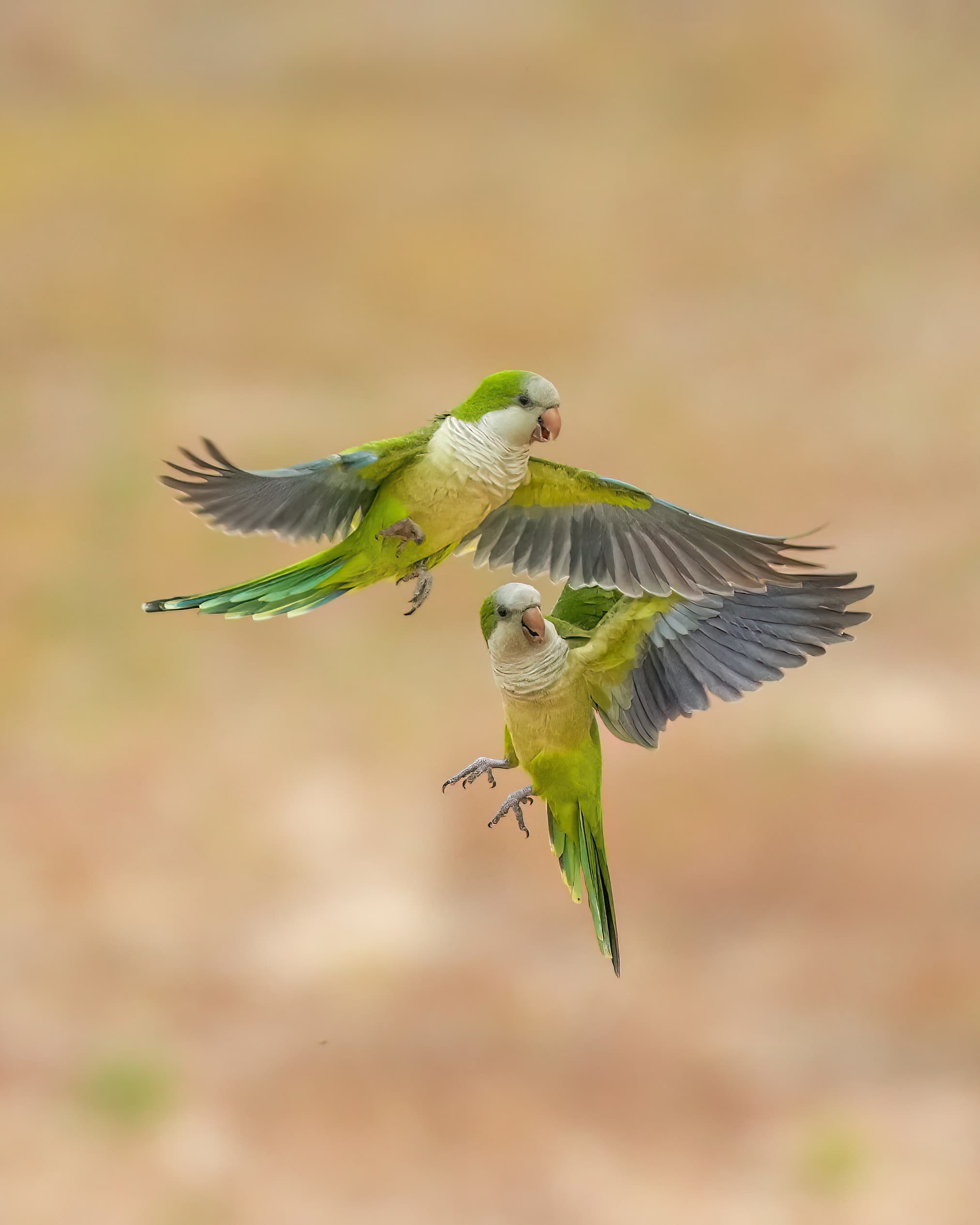 Monk Parakeet