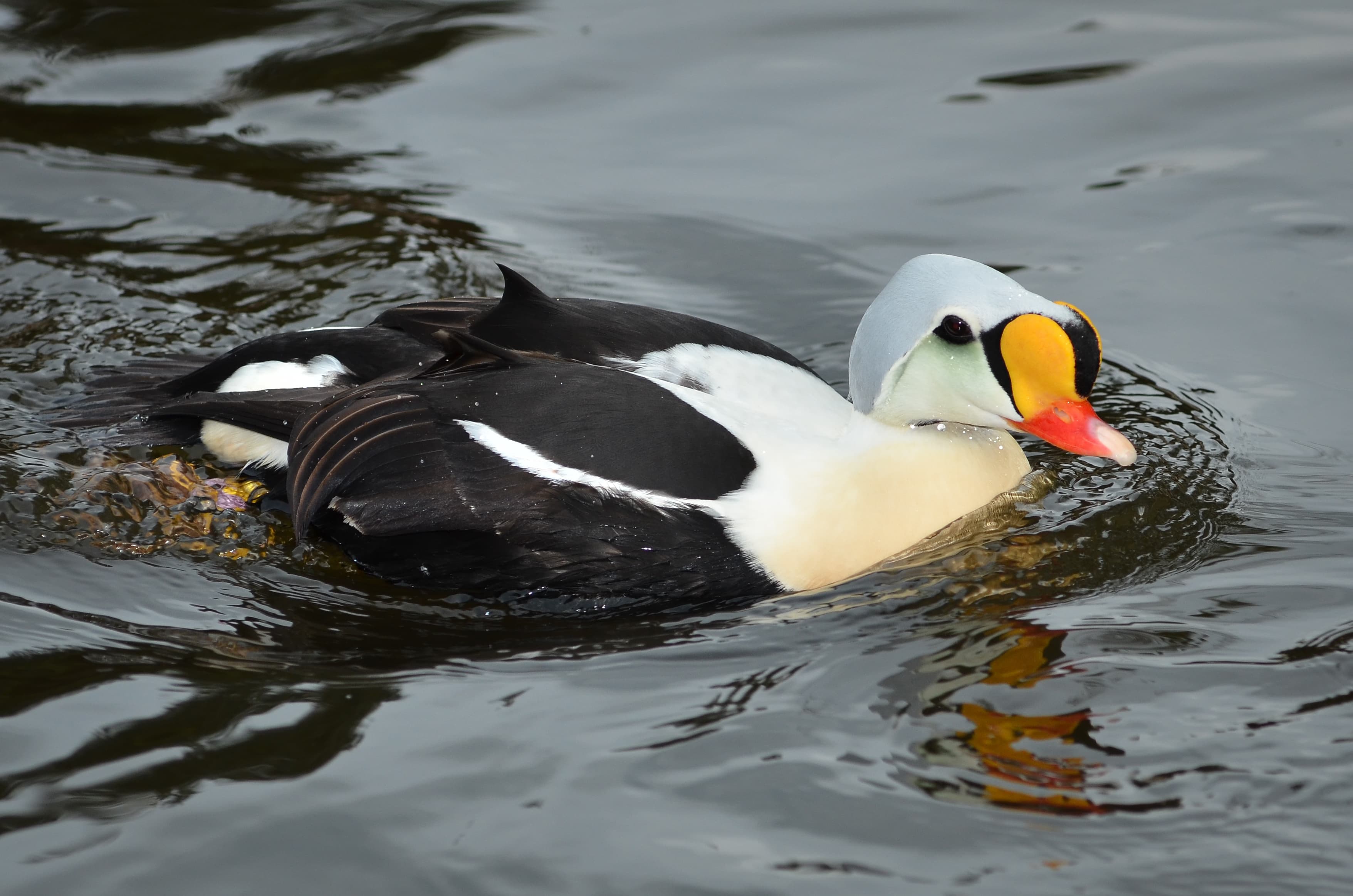 King Eider