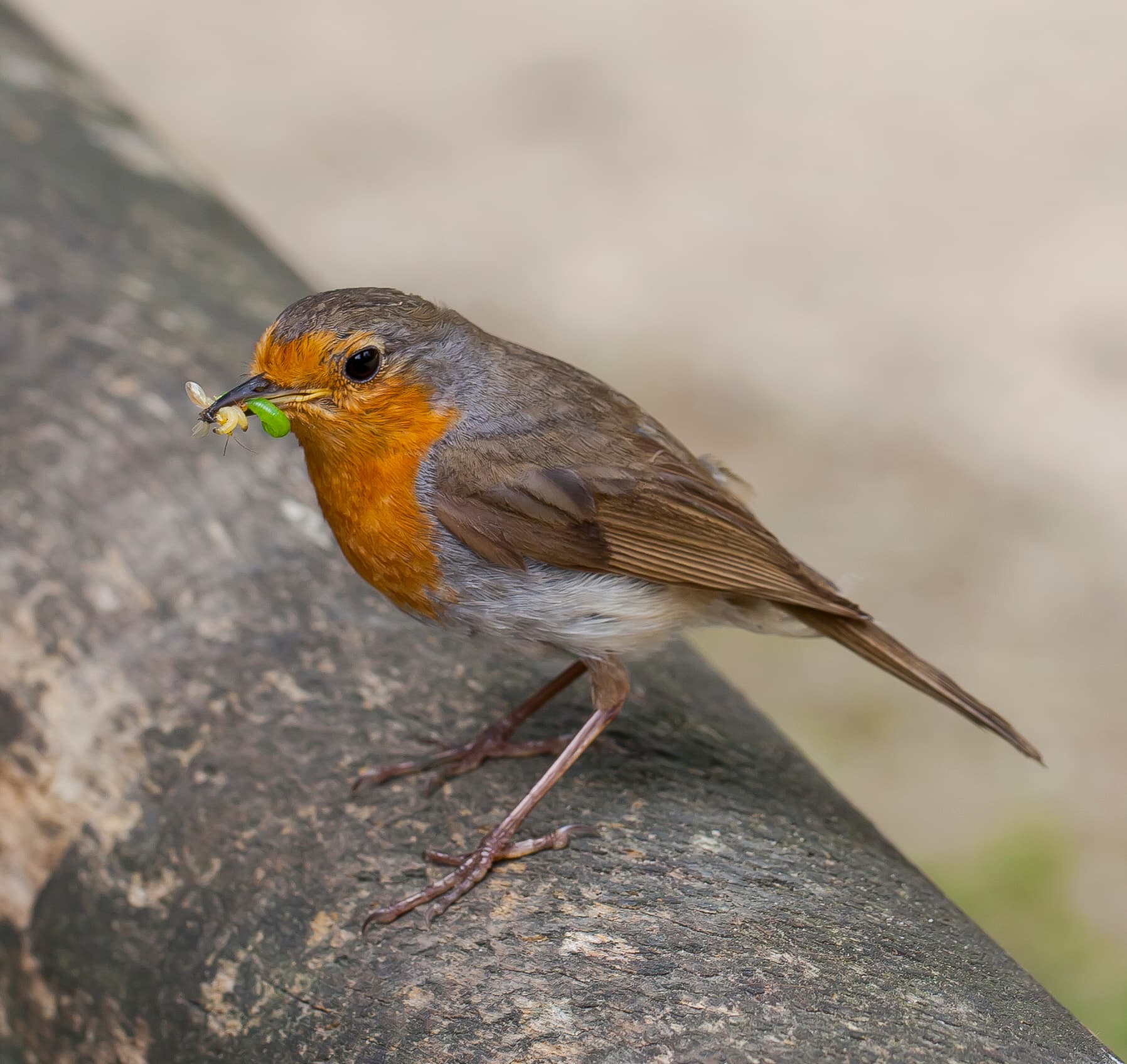 European Robin
