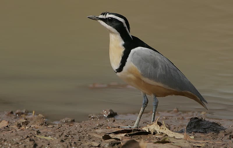 Egyptian Plover