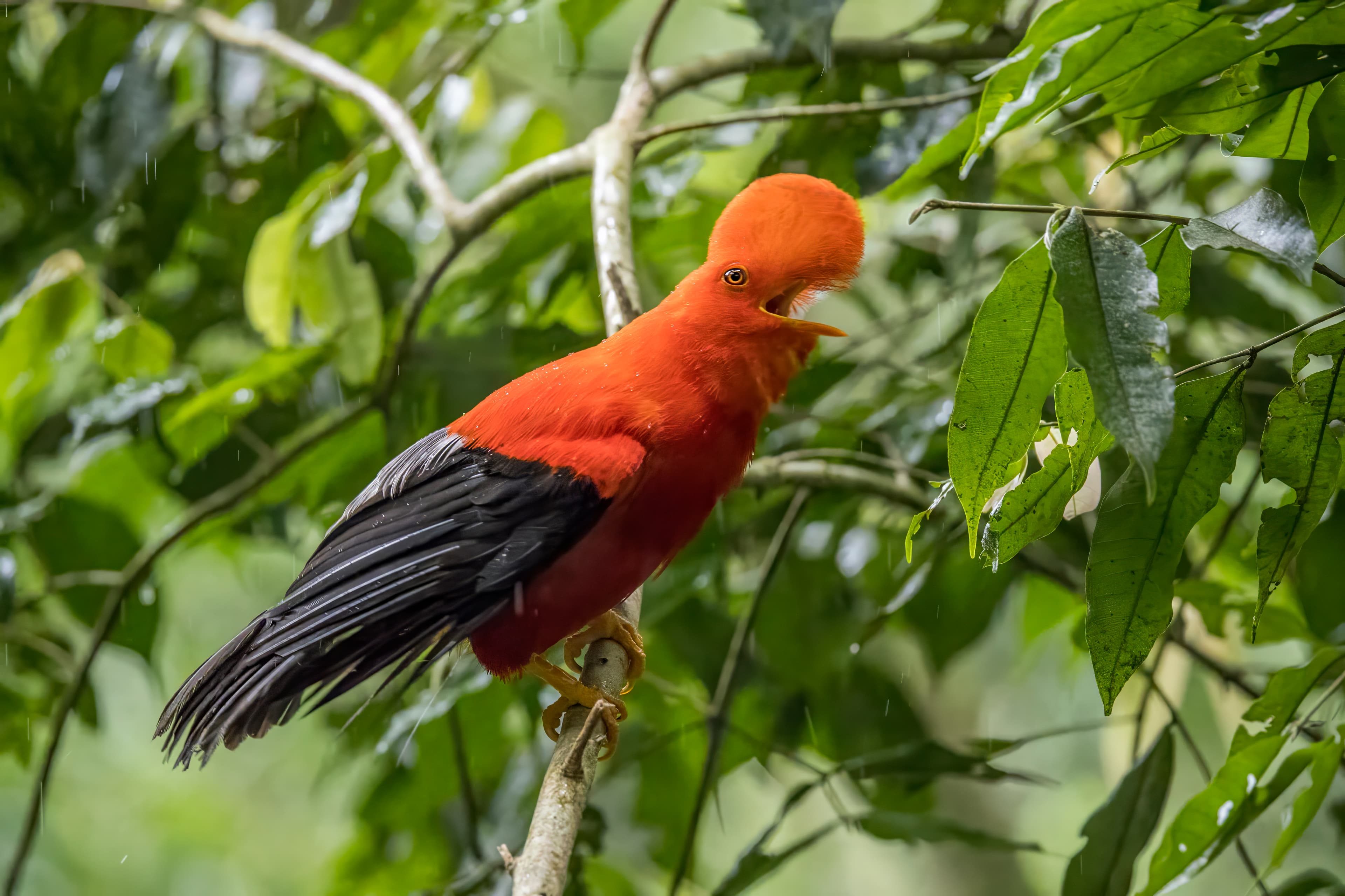 Andean Cock-of-the-rock