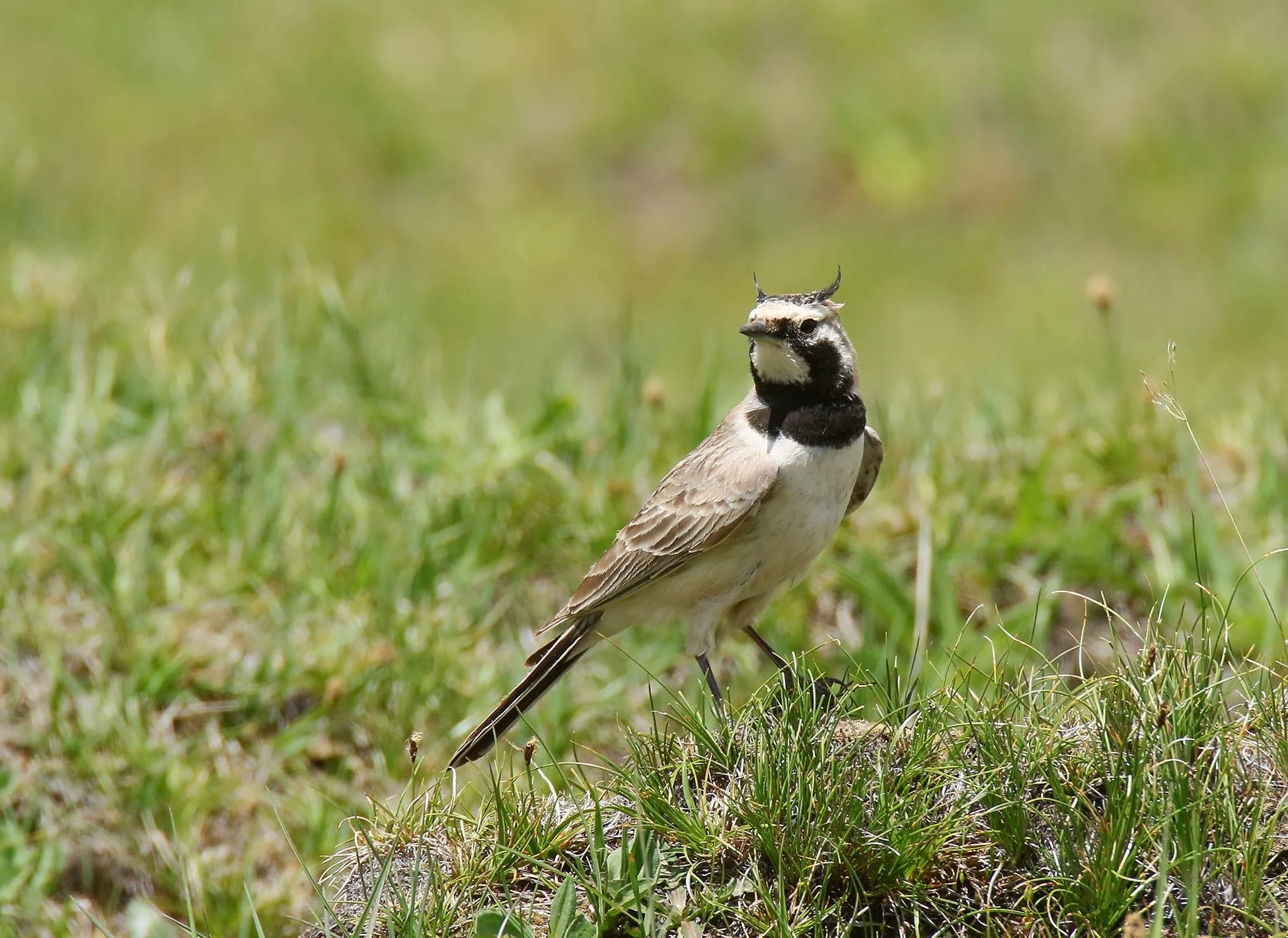 Horned Lark