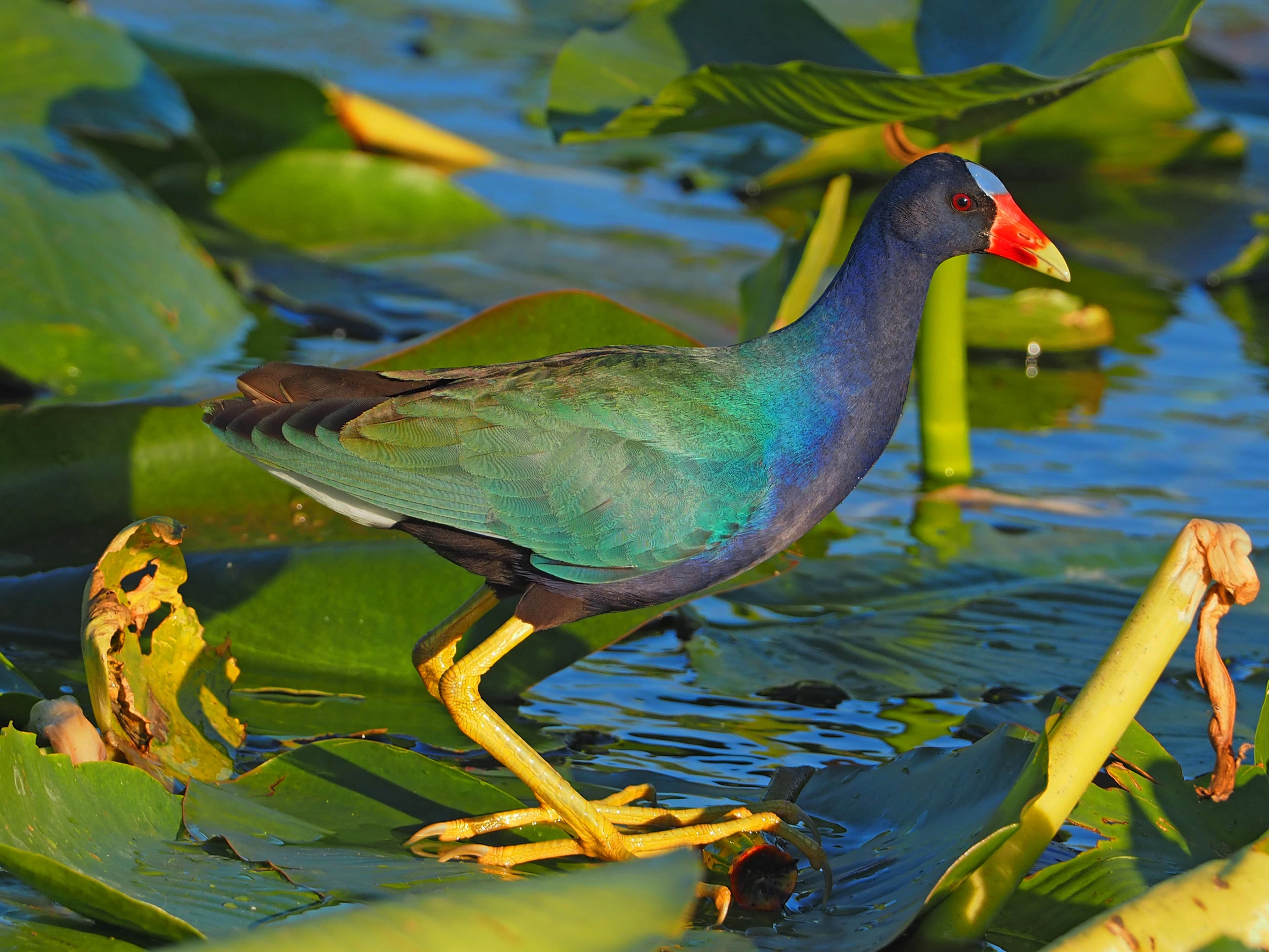 Purple Gallinule