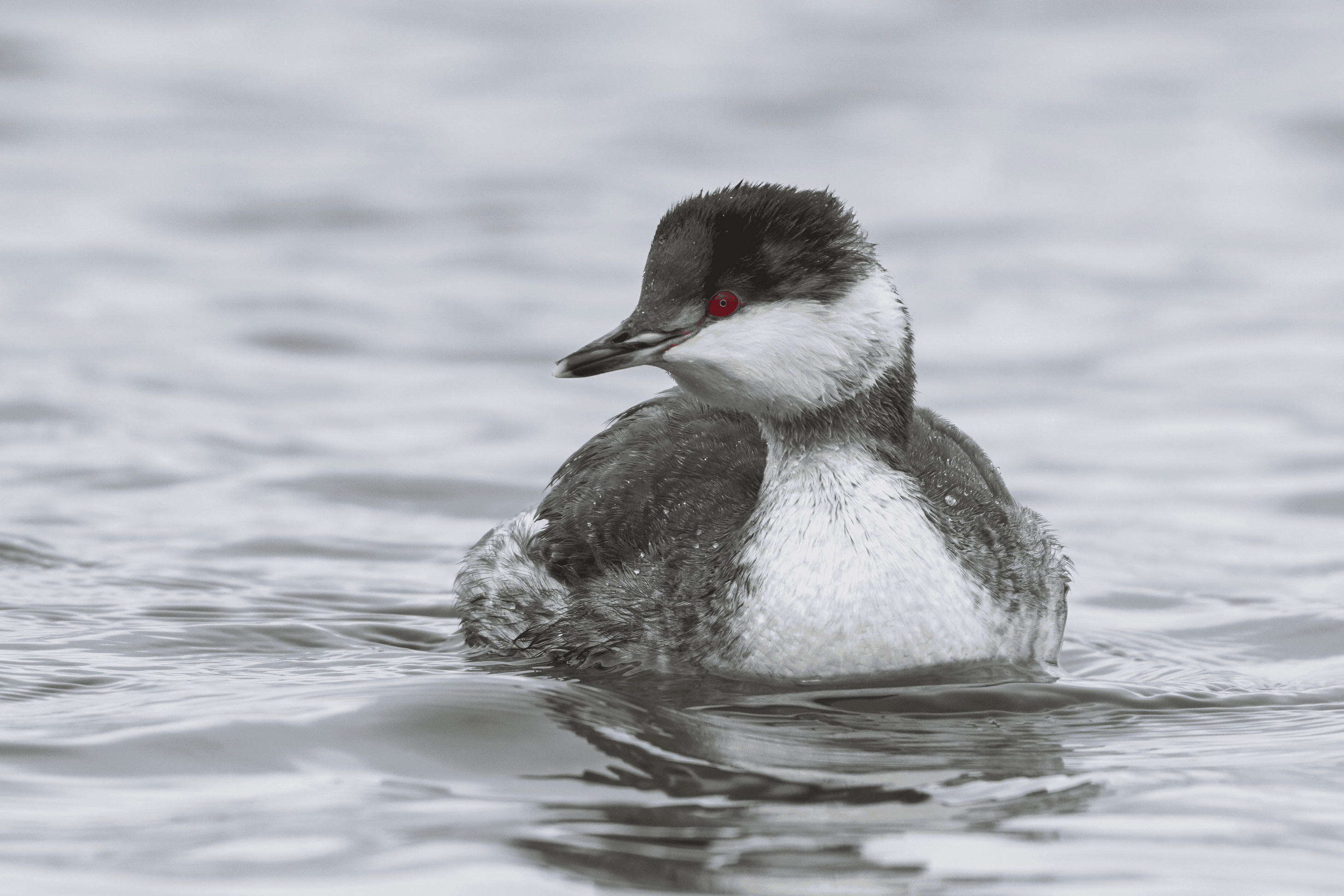 Horned Grebe