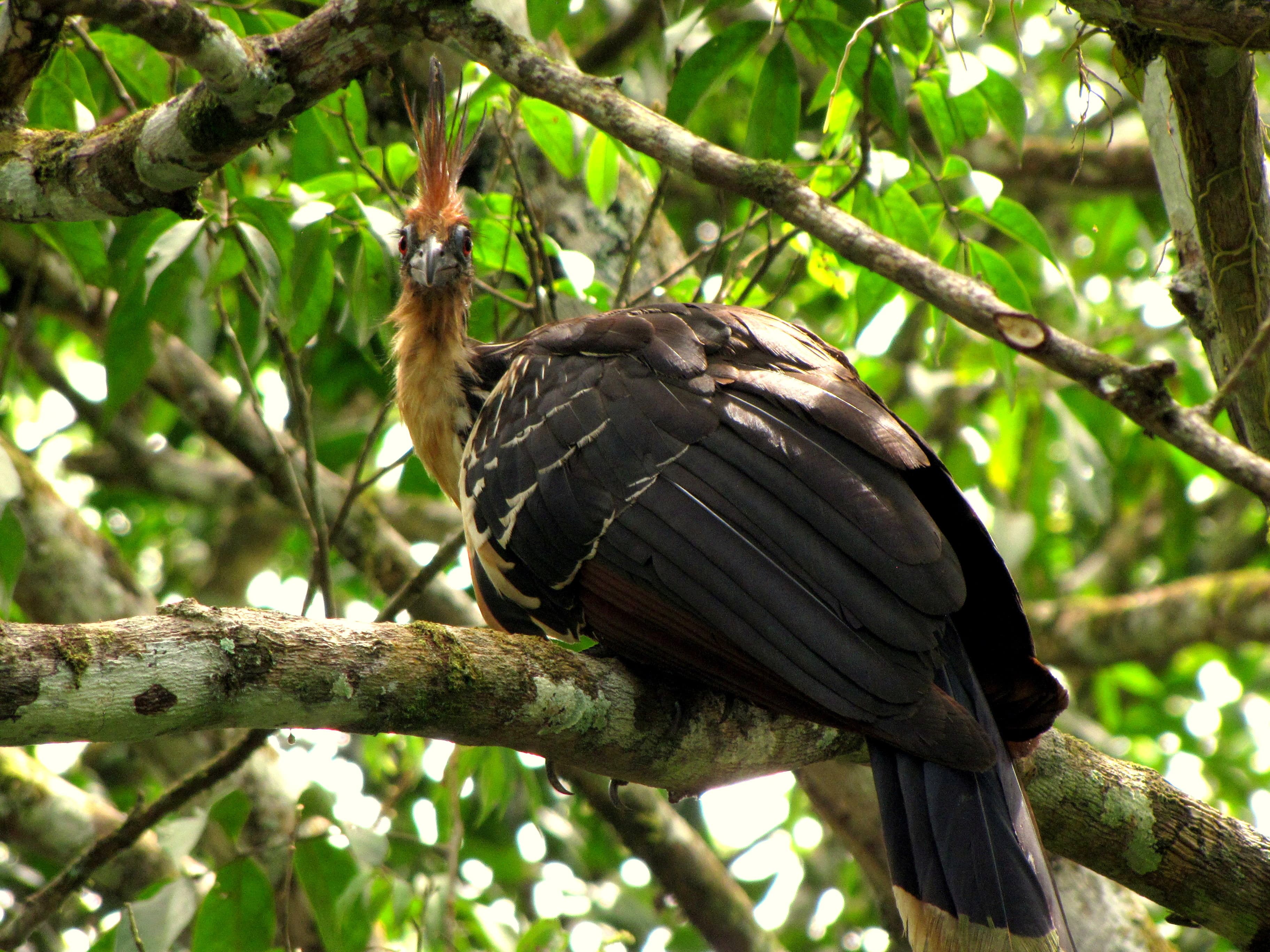 Hoatzin