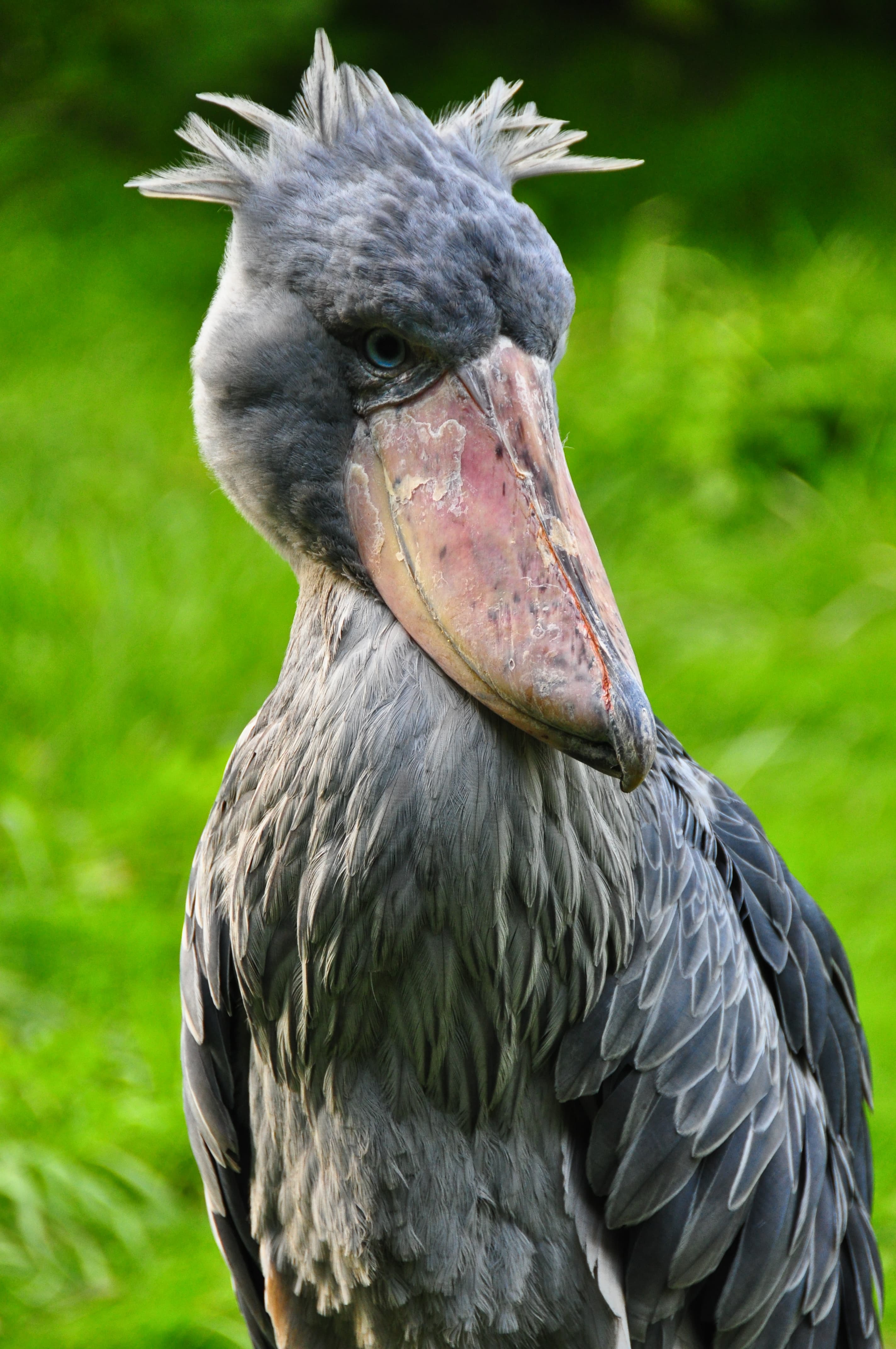 Shoebill
