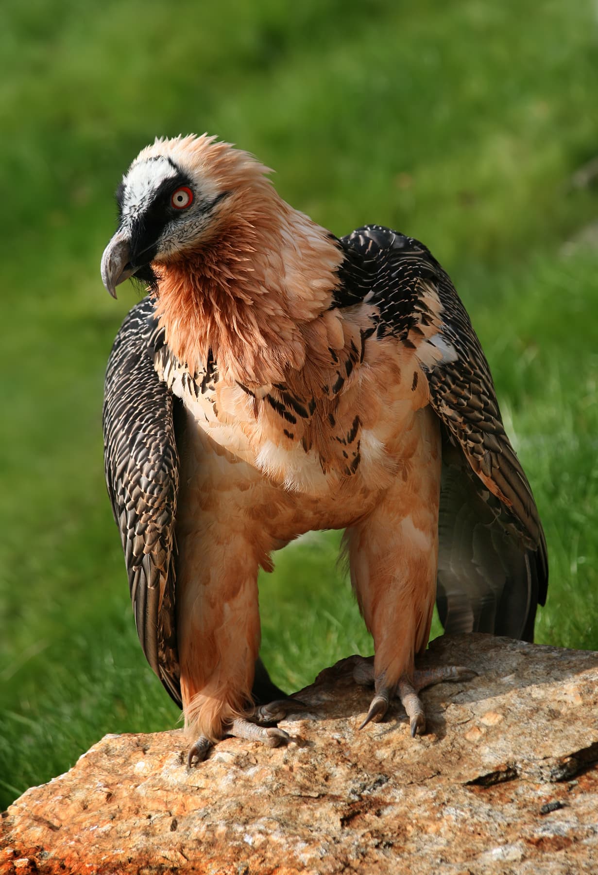 Lammergeier (Bearded Vulture)
