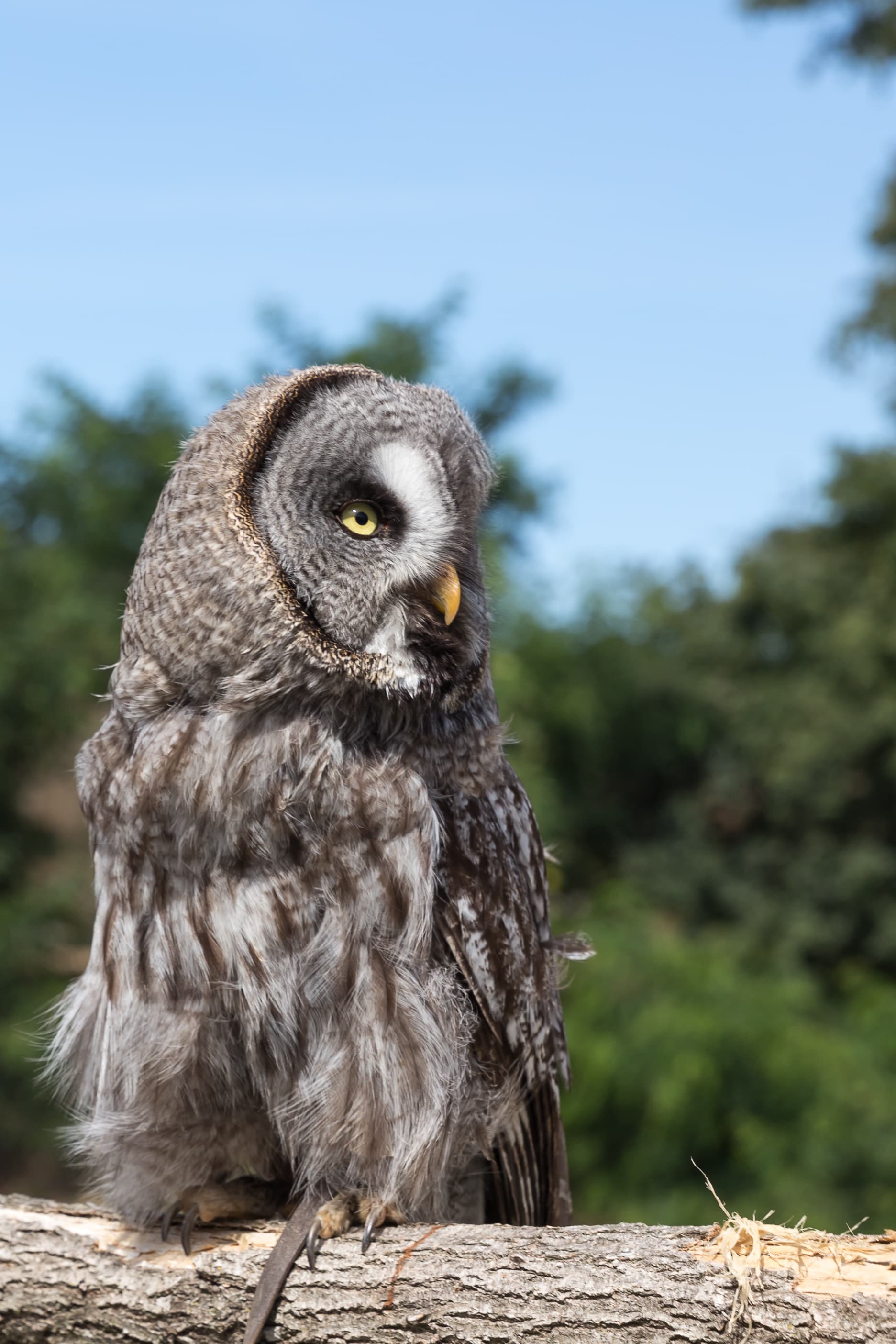 Great Grey Owl