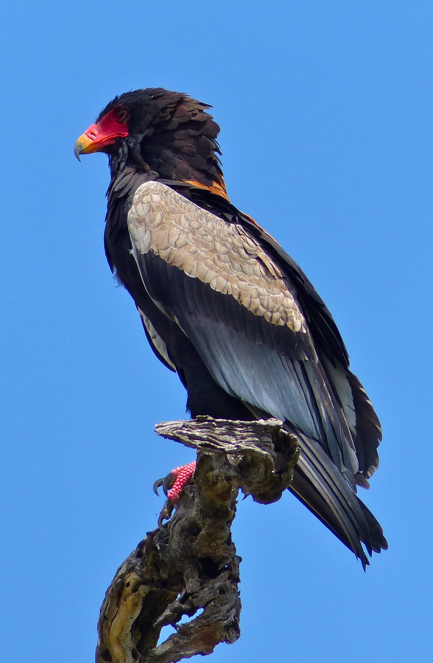 Bateleur Eagle