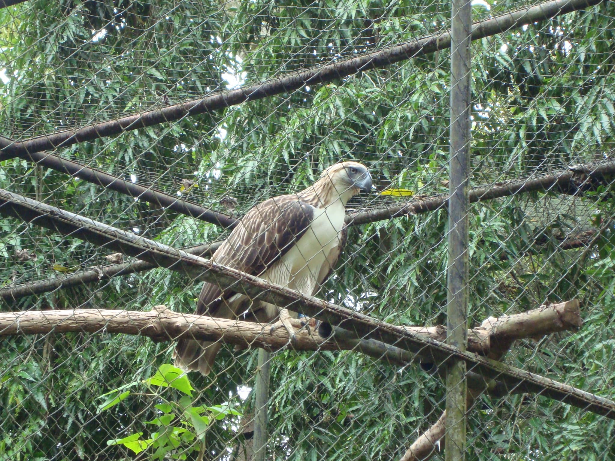 Philippine Eagle