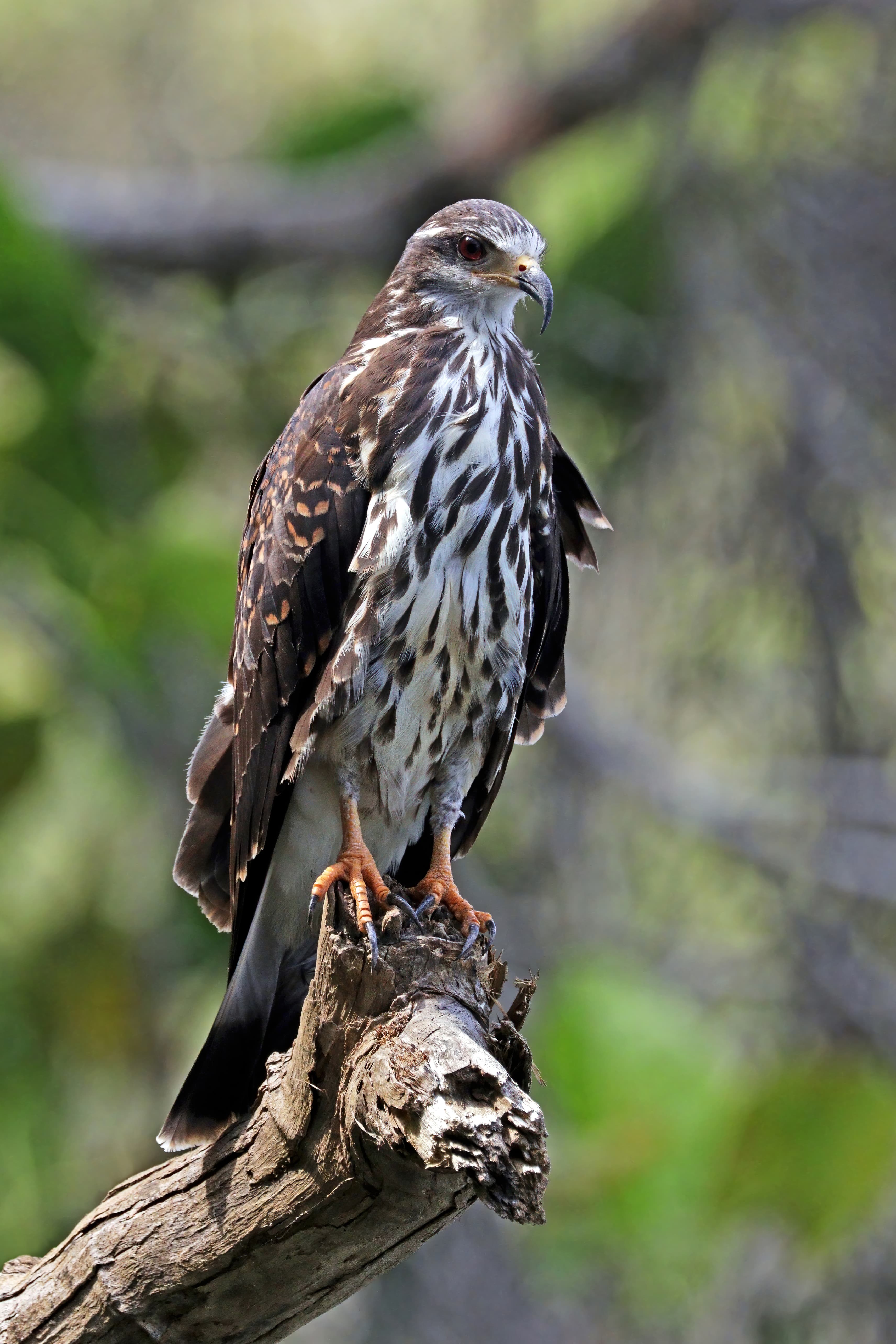 Snail Kite