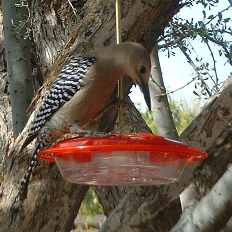 Gila Woodpecker