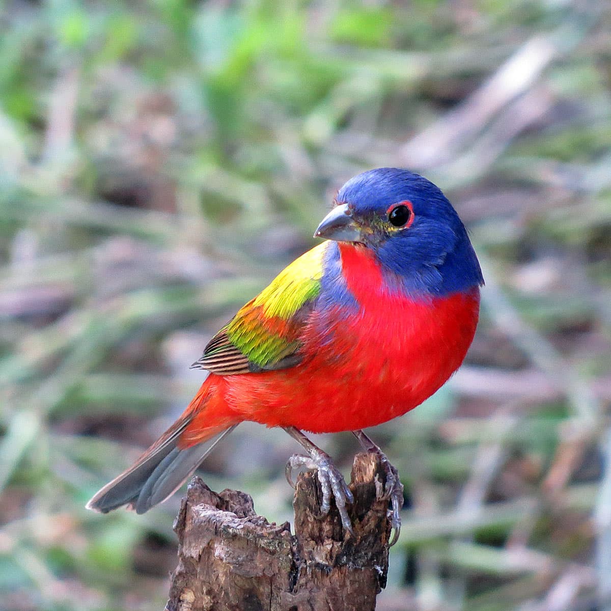 Painted Bunting