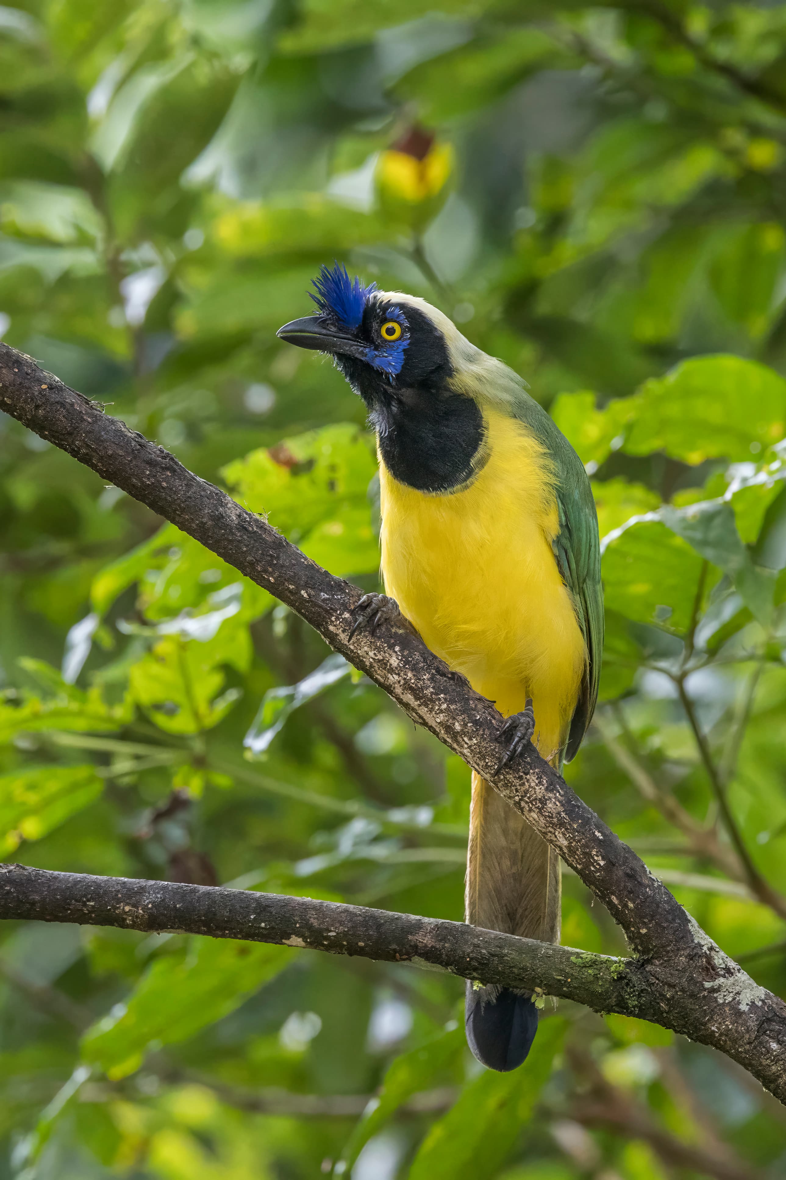 Green Jay