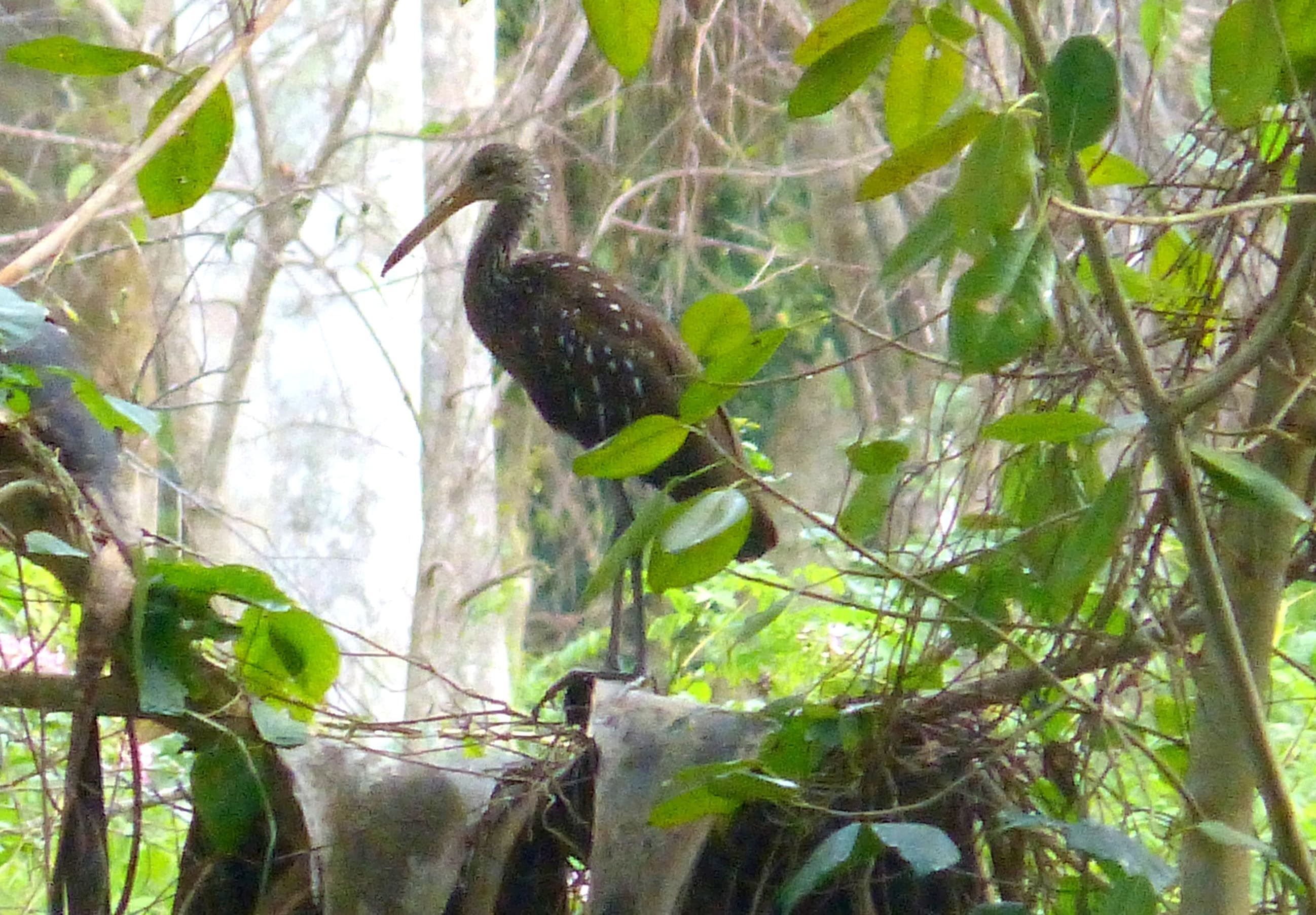 Limpkin