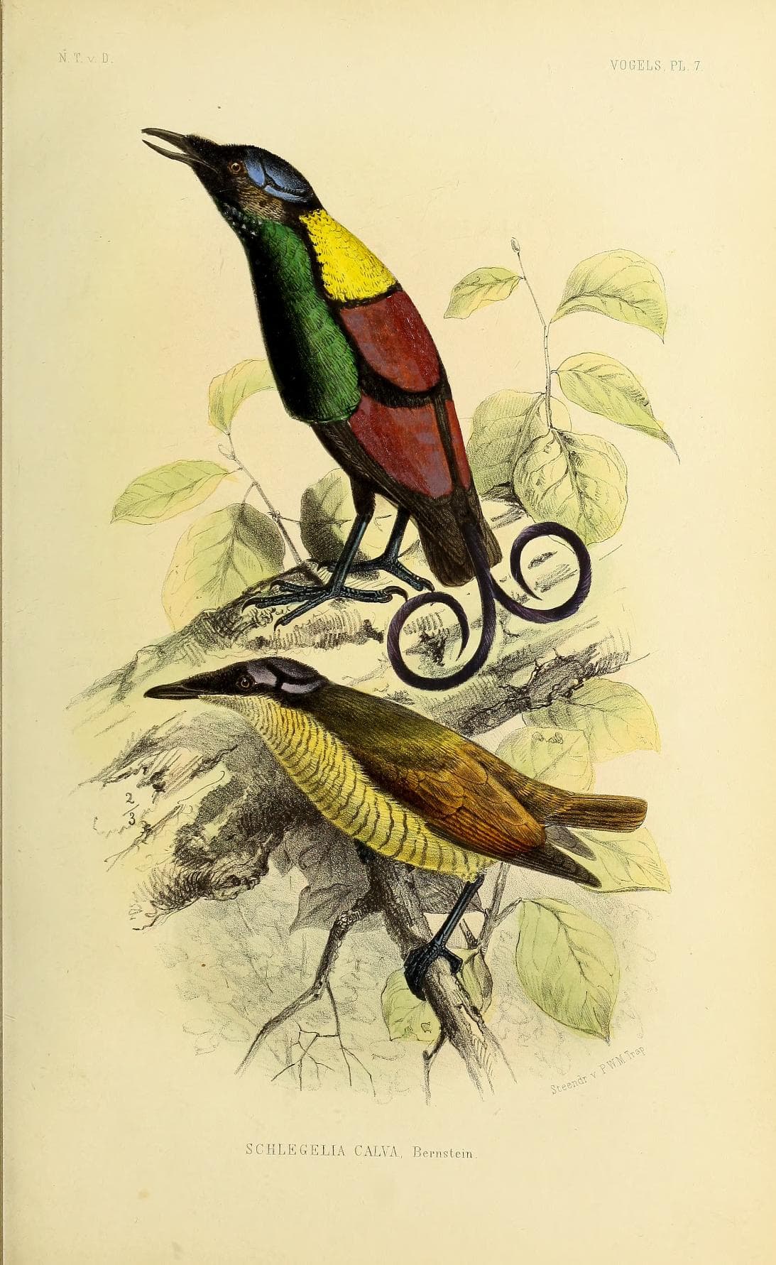 Wilson's Bird-of-paradise