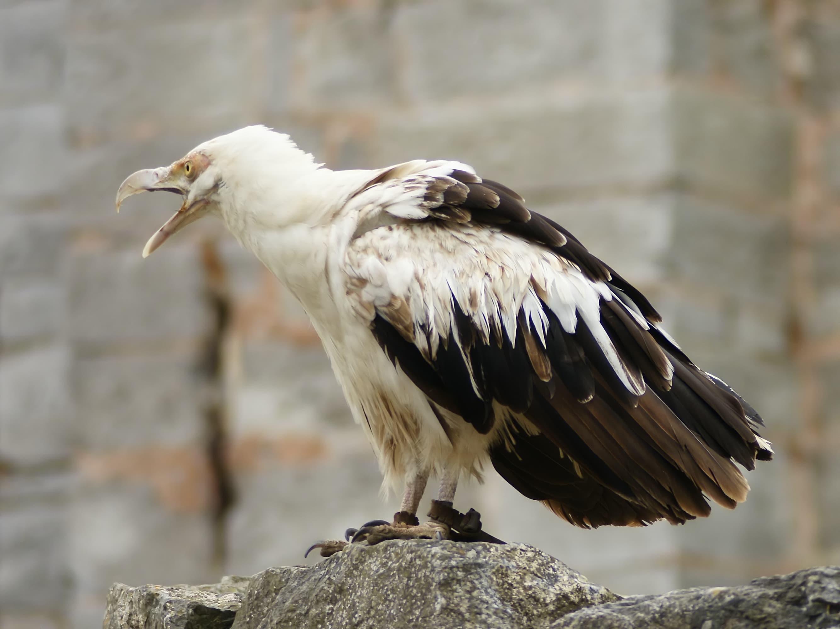 Palm-nut Vulture