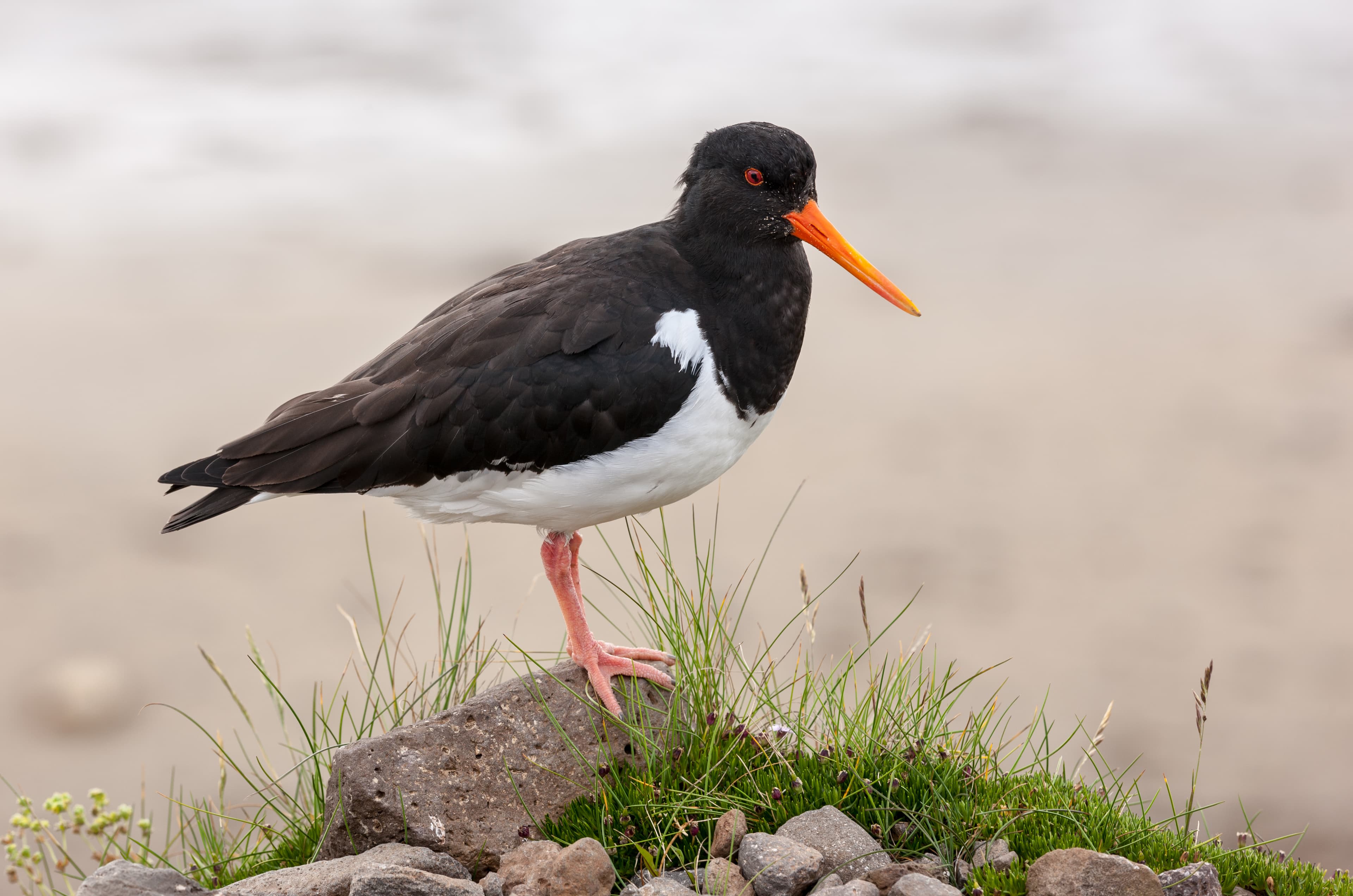 Eurasian Oystercatcher