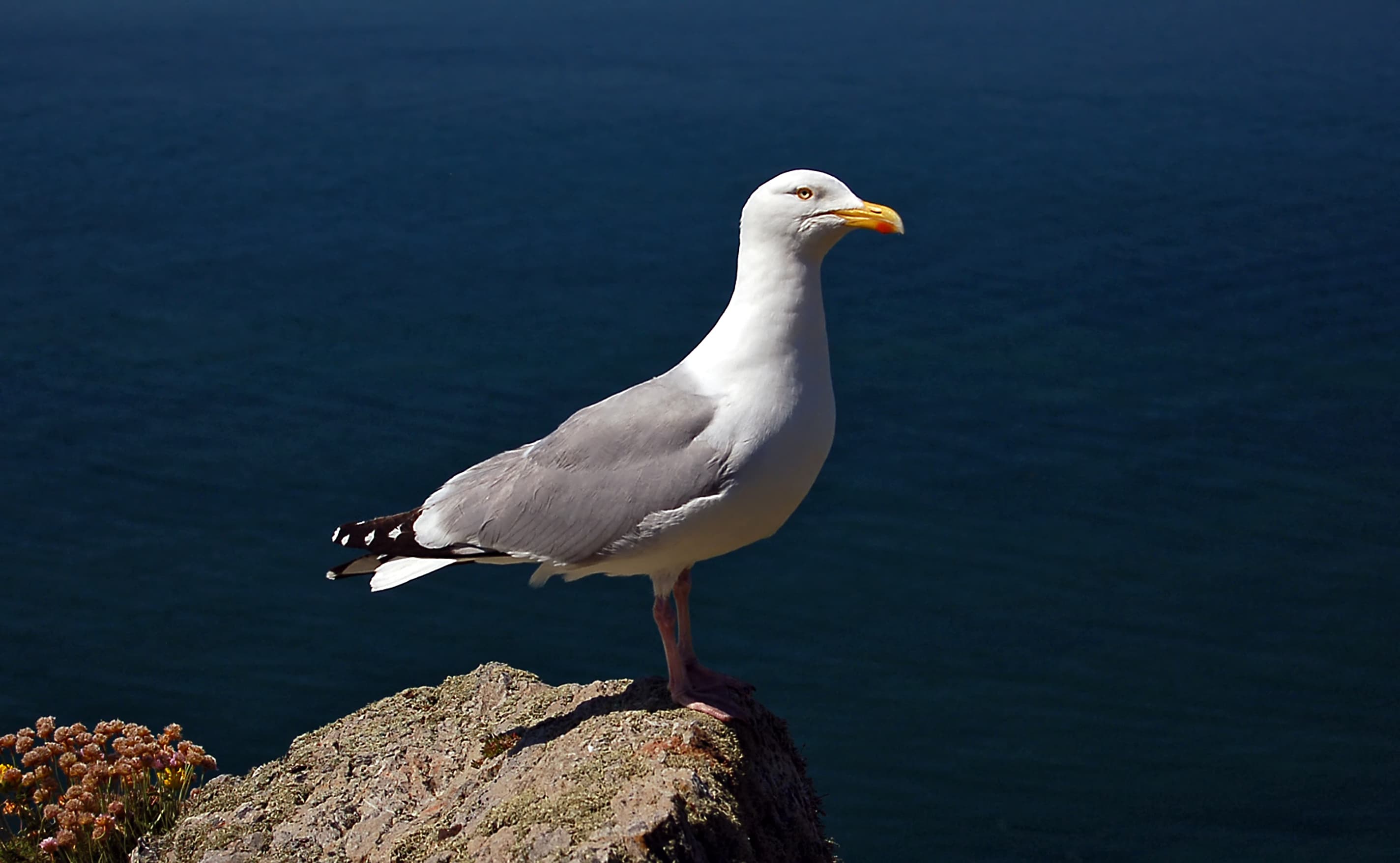 Herring Gull