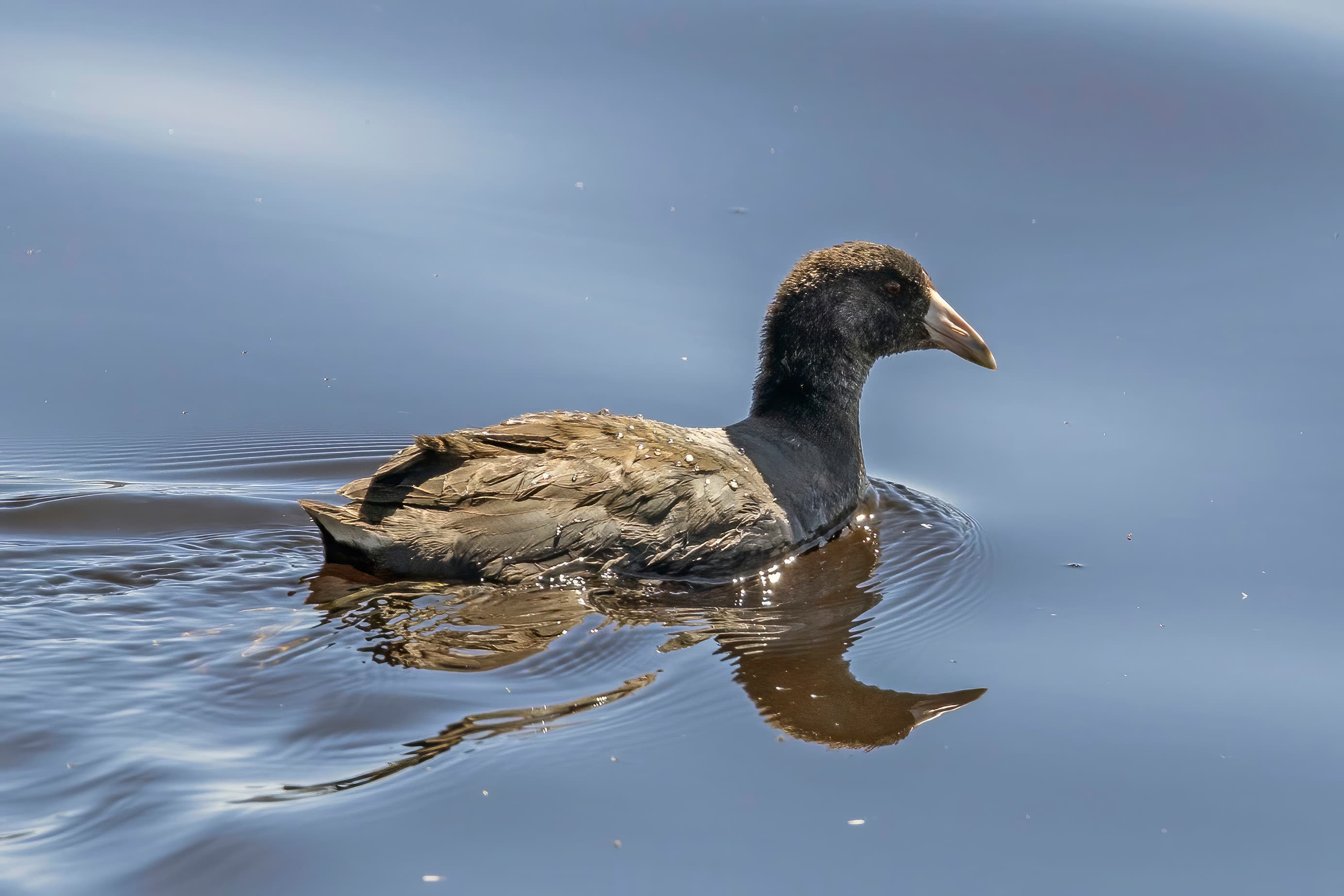 American Coot