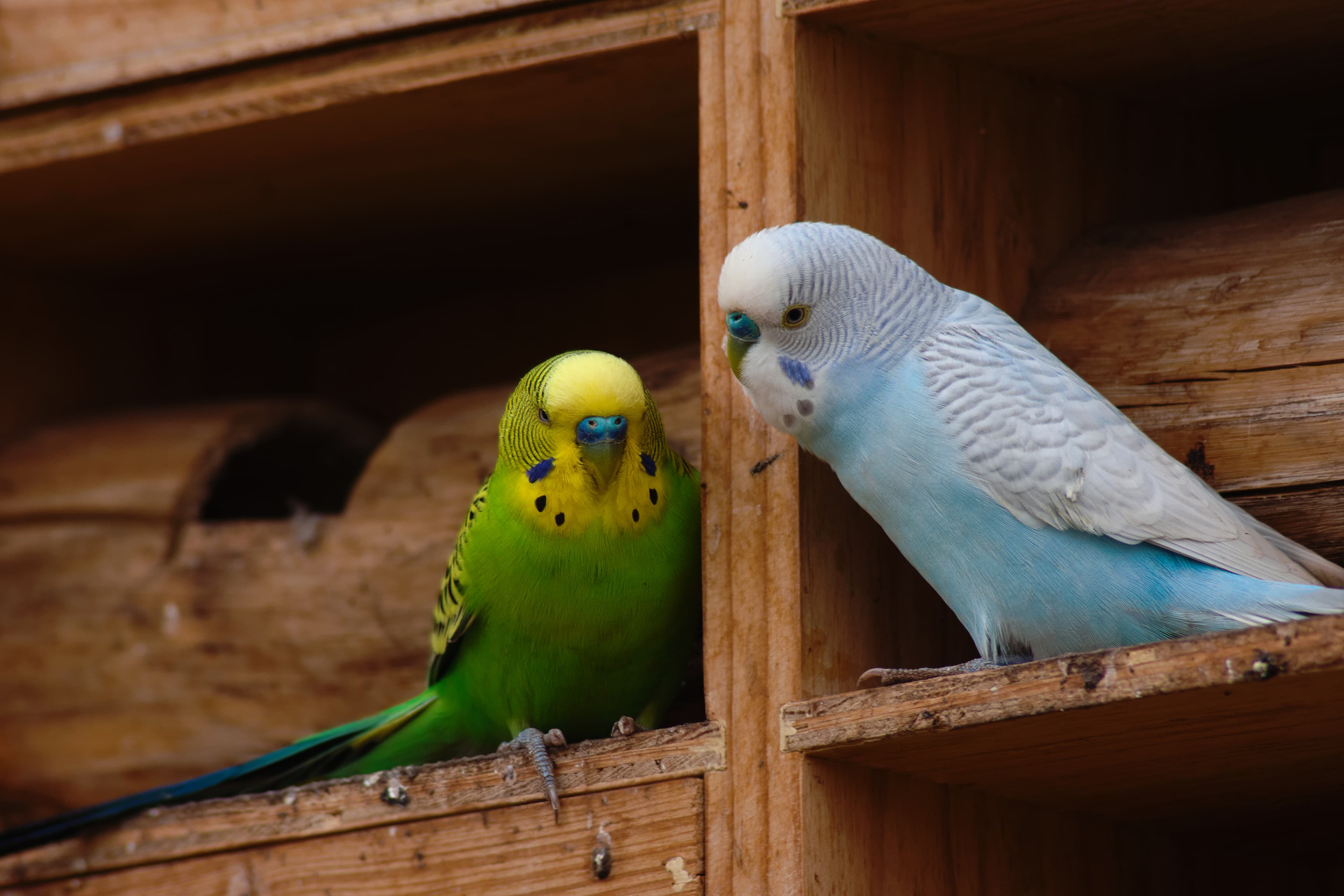 Budgerigar