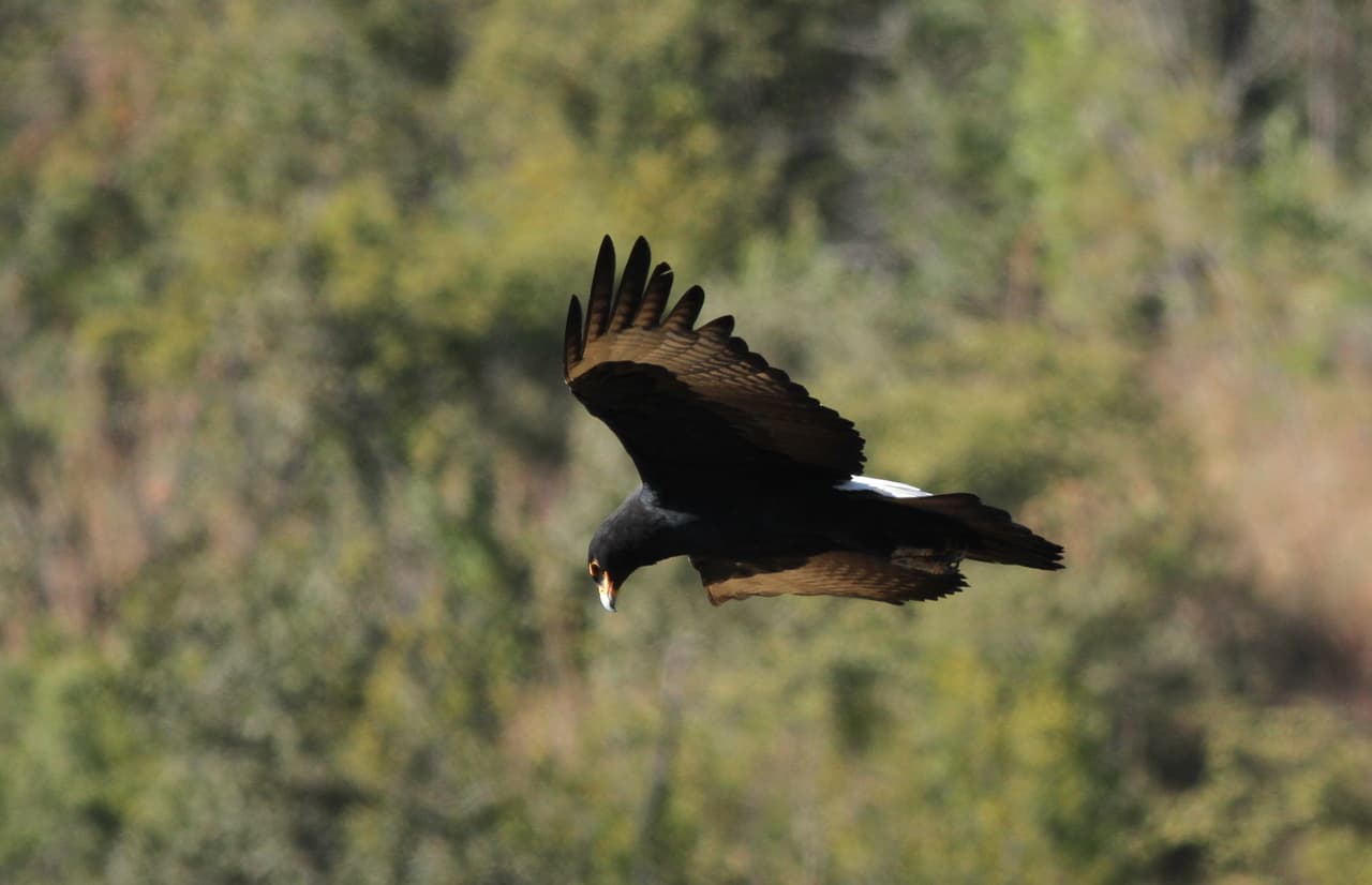 Verreaux's Eagle