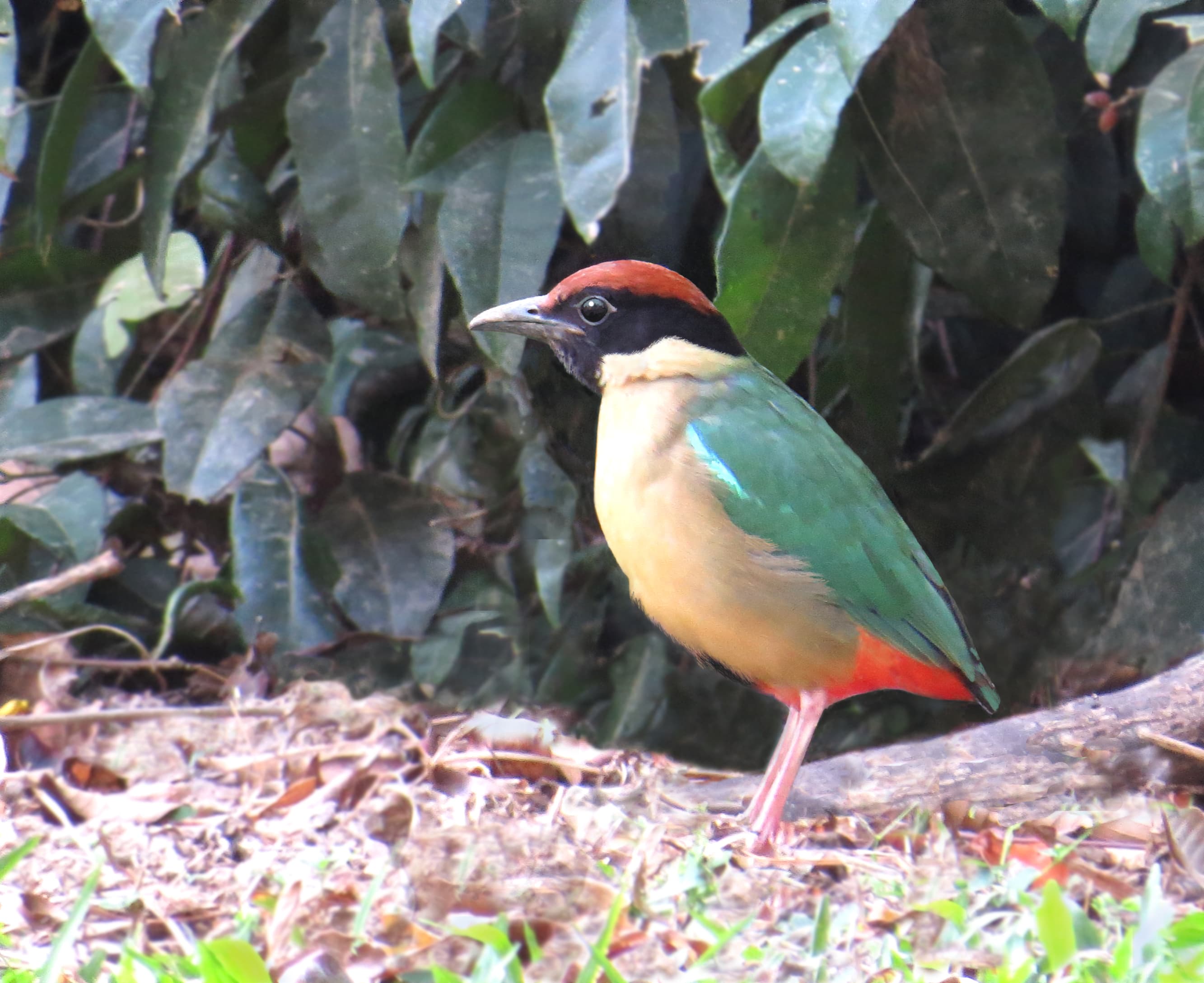 Noisy Pitta