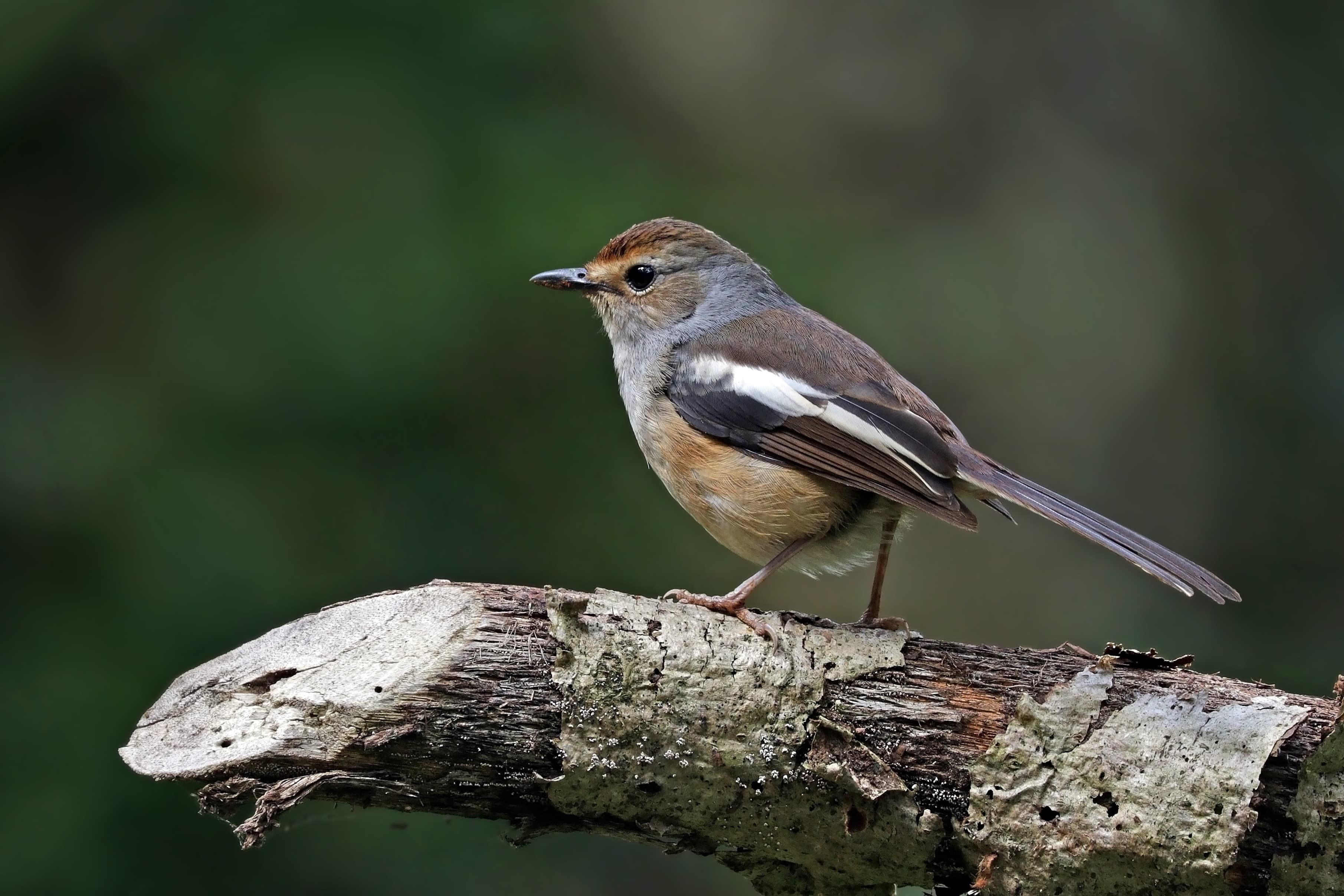 Madagascar Magpie-Robin