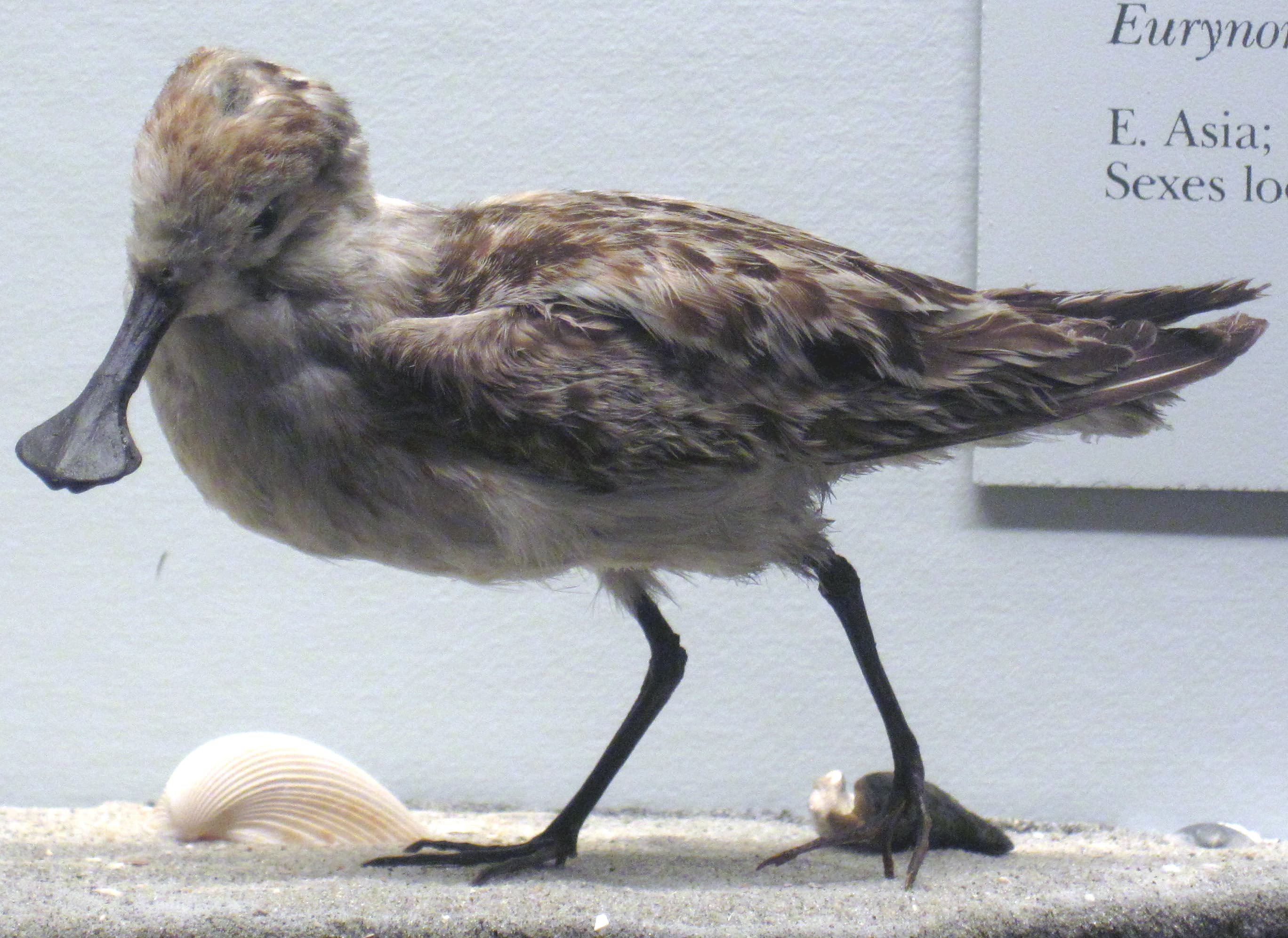 Spoon-billed Sandpiper