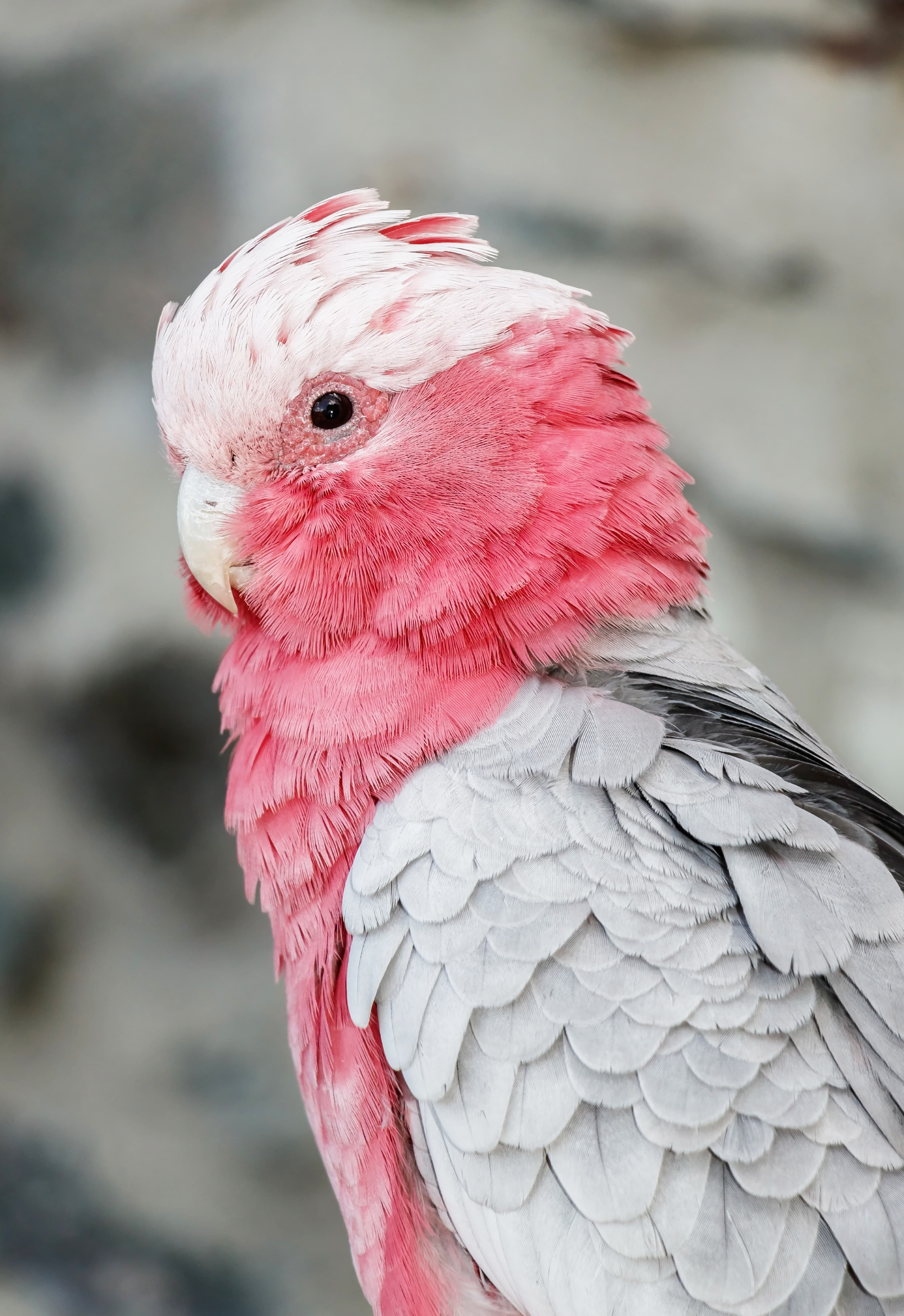 Galah