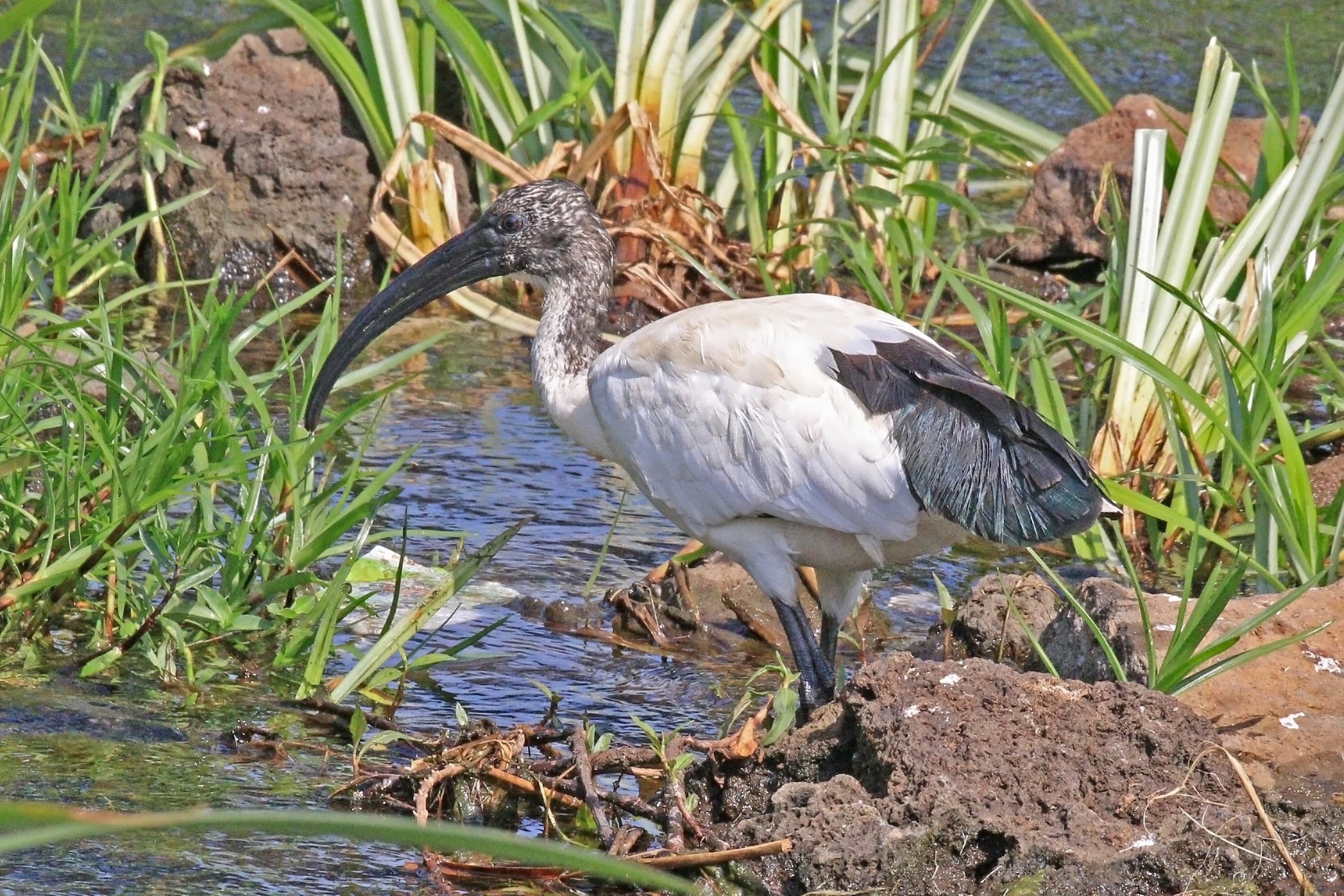 African Sacred Ibis