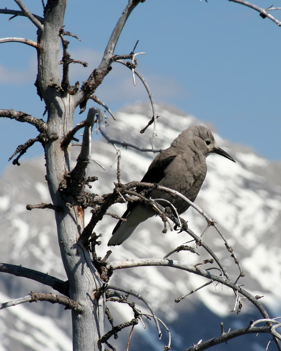Clark's Nutcracker